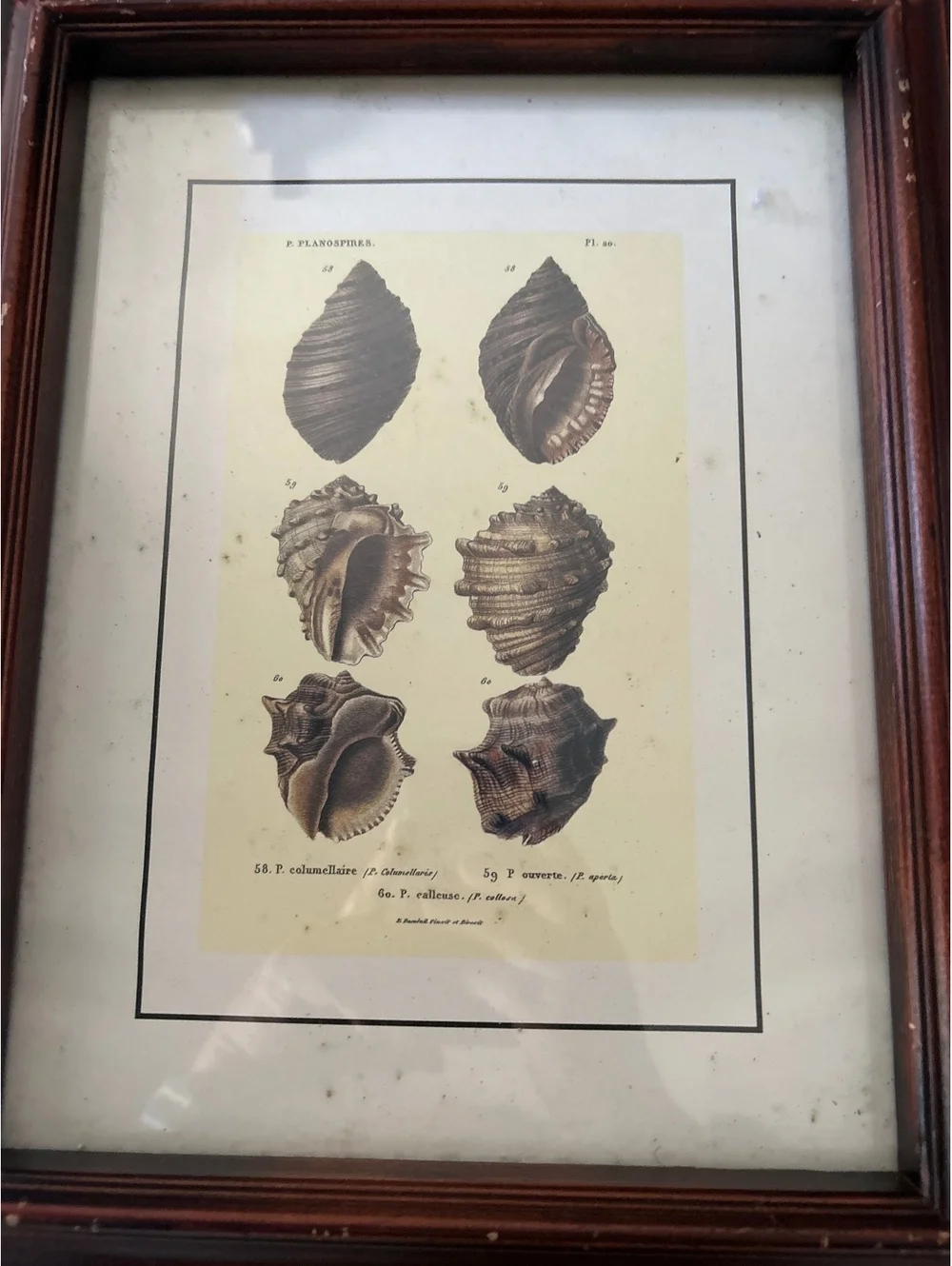 Vintage Wooden Picture Frame with Shell Print Art